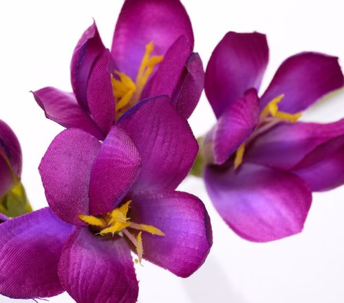 Frezja purpurowa 59cm na Arena.pl