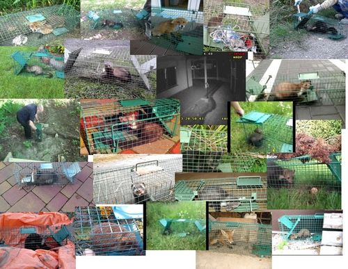 żywołapka pułapka na kuny tchórze norki szczury na Arena.pl