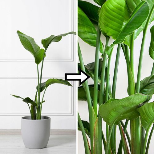 Podłoże MIX - Ziemia - Do Roślin ZIELONYCH PREMIUM Mieszanka Green na Arena.pl