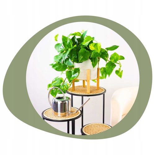 Epipremnum Aureum ZŁOCISTE Przebarwienia PNĄCZE Łatwa Uprawa Sercowate na Arena.pl