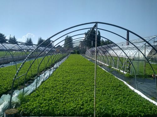 SADZONKI TRUSKAWEK TRUSKAWKA TRUSKAWKI DONICZKOWANA HONEOYE wczesna na Arena.pl