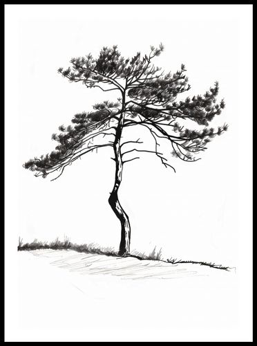 Plakat 50x70cm Samotna Sosna na Arena.pl