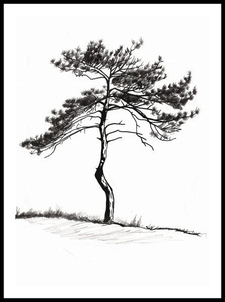 Plakat 50x70cm Samotna Sosna zdjęcie 3