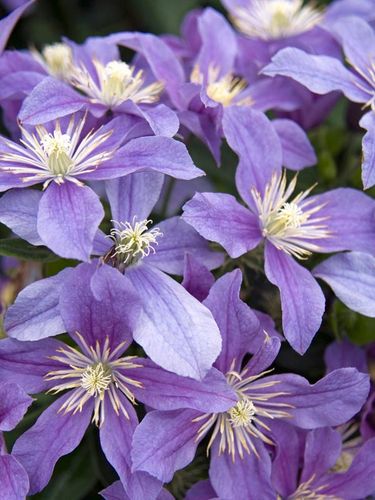 Powojnik Clematis Arabella C2 E na Arena.pl