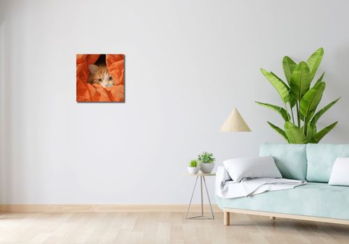 Obraz 40x40cm Ukryty Kot na Arena.pl