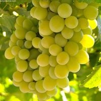 Winorośl bezpestkowa 'A 1704' (Vitis) w doniczkach P9, 30-40 cm