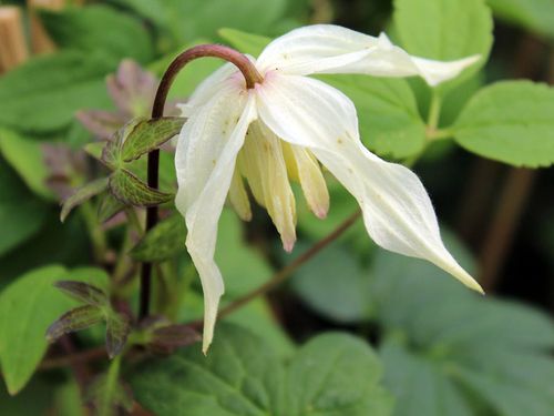 Powojnik Clematis Lemon Beauty ® C2 E na Arena.pl