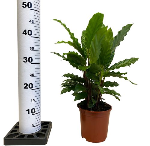 CALATHEA KALATEA MIROSHA 60 cm na Arena.pl