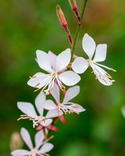 Gaura Lindheimera Graceful White - Gaura lindheimeri na Arena.pl