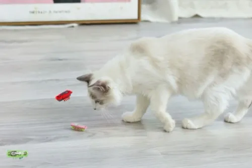 2x Karaluch robak insekt jak hexbug La Cucaracha Zabawka dla kota 4xBateria na Arena.pl