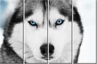 120CM 80 OBRAZ 4 ELEM HUSKY SYBERYJSKI ŚCIENNY