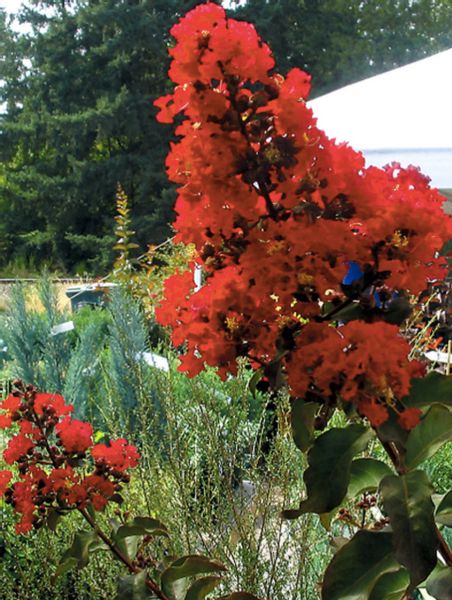 LAGERSTROEMIA czerwona bez południa - sadzonki 80 / 110 cm na Arena.pl