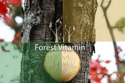 Soplówka Jeżowata 500mg 60kap LION'S MANE PAMIĘĆ MÓZG KONCENTRACJA na Arena.pl