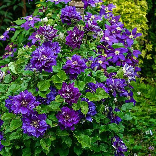 Powojnik Clematis Shin-shigyoku C2 E na Arena.pl