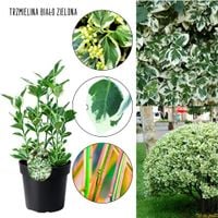 Trzmielina Biało-Zielona na żywopłot KRZEW 25-35 cm