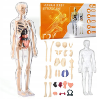Edukacyjny Szkielet Model Anatomiczny Ludzkiego Ciała Organy Wewnętrzne 3D