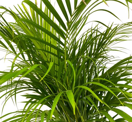 Palma AREKA (ARECA) 120cm na Arena.pl