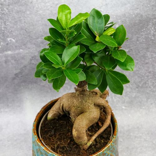 Zestaw do zrobienia podłoża przepuszczalnego, luźnego dla roślin 8L na Arena.pl