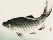 Plakat 65x50cm Carp, Kōno Bairei Japoński Vintage do Salonu