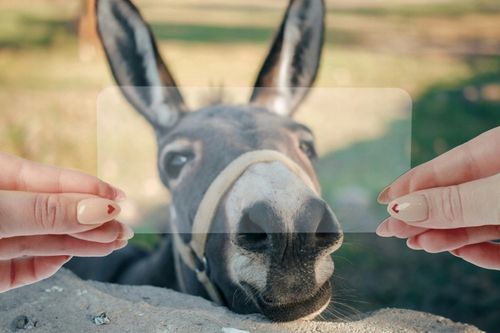 Szkło hybrydowe Bizon do Realme 14 Pro+ 5G, szkiełko na ekran, szybka, 9H na Arena.pl