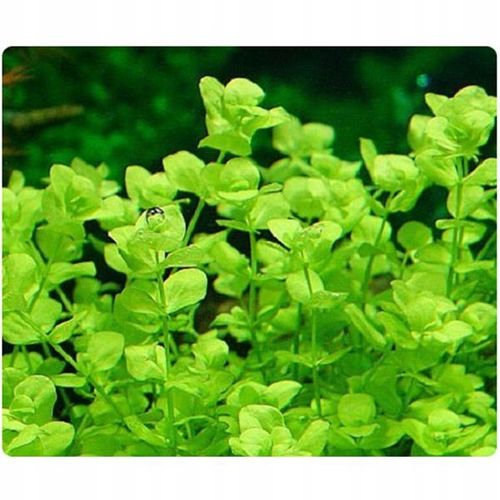 ZESTAW ROŚLIN ŁATWYCH W UPRAWIE NA TRZY PLANY DO AKWARIUM + GRATIS PĘSETA na Arena.pl