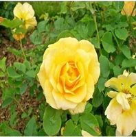 RÓŻA wielkokwiatowa żółto słoneczna - sadzonki 20 / 30 cm