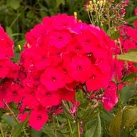 Floks wiechowaty 'Cherry Red' Czerwony (Phlox paniculata) Płomyk Niski