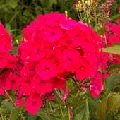 Floks wiechowaty 'Cherry Red' Czerwony (Phlox paniculata) Płomyk Niski