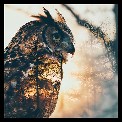 Plakat 40x40cm Sowi Duch na Arena.pl