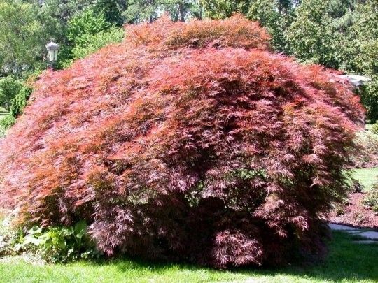 Klon palmowy Acer Garnet 40-60cm C2 zdjęcie 2