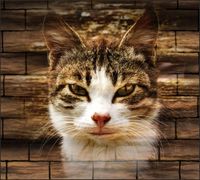 Tło FLAT LAY do fotografii produktowej kulinarnej