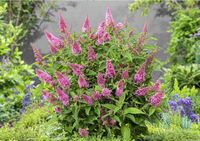 BUDLEJA BUTTERFLY CANDY LITTLE PINK - sadzonki w doniczkach