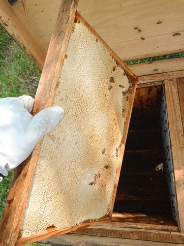 Miód Wielokwiatowy + Lipowy z RODZINNEJ PASIEKI na Arena.pl