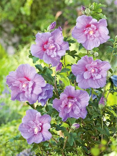 Ketmia syryjska Lavender Chiffon ® P9 E na Arena.pl