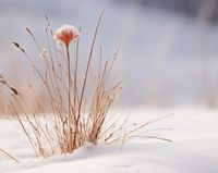 Plakat 76x60,5cm Zima w Detalach