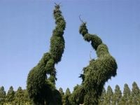 Świerk serbski PENDULA Picea omorika Płaczący