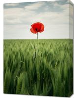 Obraz 50x70cm Samotny Mak na Polu