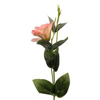 Eustoma pojedyncza jasno różowa 6szt