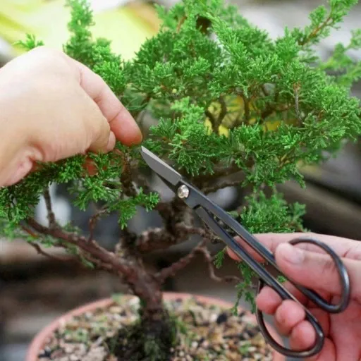 ZESTAW NARZĘDZI DO BONSAI zdjęcie 3