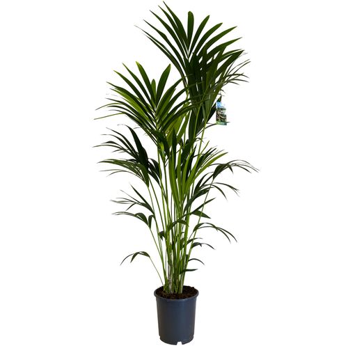 PALMA KENTIA (Kencja, Howea) 160 cm na Arena.pl
