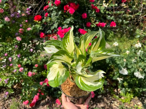 Funkia Hosta 'Fire and Ice'  Biało Zielone Liście Doniczka 2.0L na Arena.pl