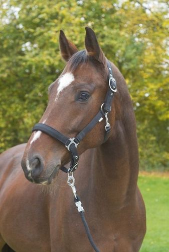 Kantar dla konia Dexter czarny roz. Cob Covalliero na Arena.pl