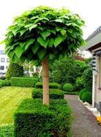 KATALPA CATALPA NA PNIU Kulista SZCZEPIONA 150 cm
