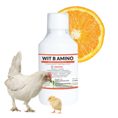 Witamina B Amino dla kur niosek kury Farmwet 250ml