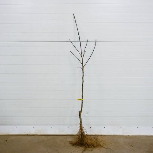 SADZONKI DRZEWKA OWOCOWE JABŁOŃ ANTONÓWKA BIAŁA ŚMIETANKOWA na Arena.pl