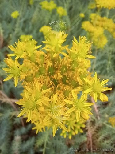 Rozchodnik ościsty - Sedum reflexum na Arena.pl
