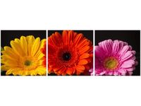 70 90CM OBRAZ 3 ELEM GERBERY ŚCIENNY DRUK PŁÓTNO