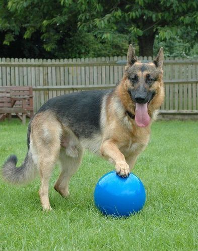 Boomer Ball L - 8" / 20Cm Niebieska na Arena.pl