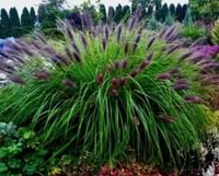 Trawa Rozplenica japońska BLACK BEAUTY ozdobna sadzonki w doniczce P9