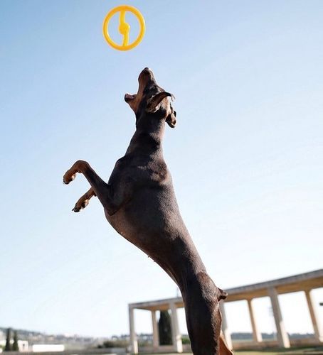 Bionic Toss-N-Tug purpurowy [30075] na Arena.pl